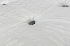 Glacier Firm Mattress, Pocketed Coil